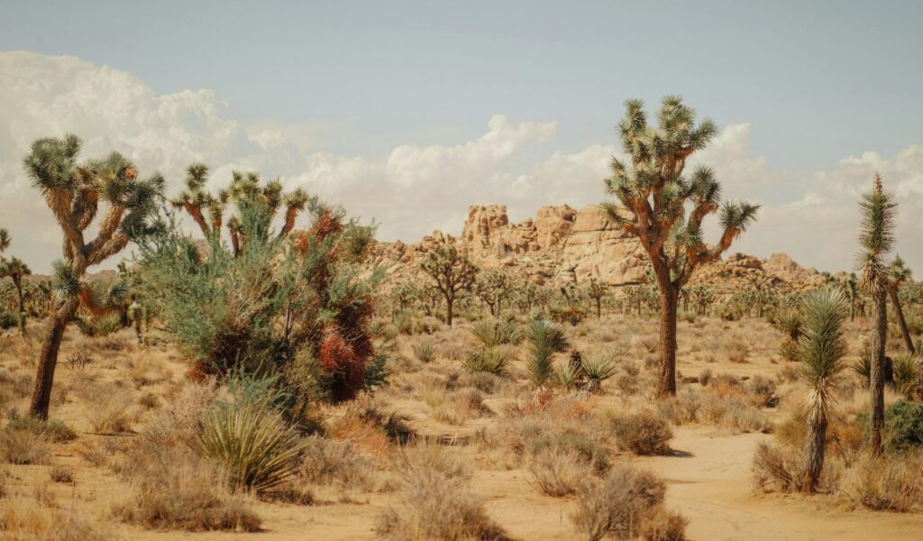 Desert landscape in Joshua Tree, California, with Joshua trees, rocky formations in the distance, and dry vegetation under a partly cloudy sky
