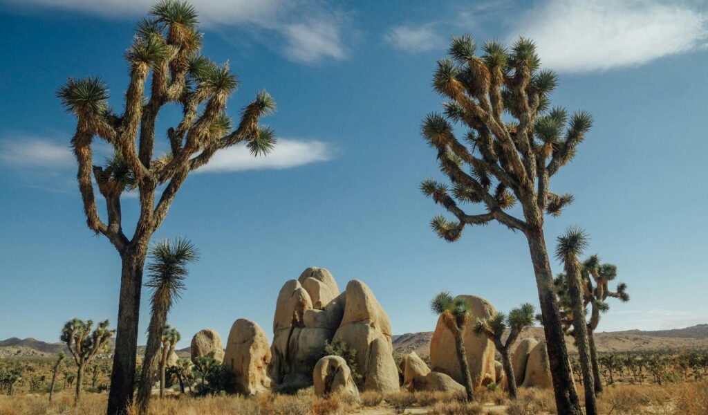 Joshua Tree National Park landscape featuring iconic Joshua trees, desert terrain, and large rock formations under a clear blue sky.