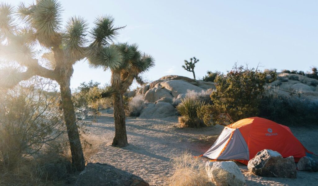An orange tent is set up on sandy ground among Joshua trees and large boulders, with soft sunlight casting long shadows across the desert landscape.