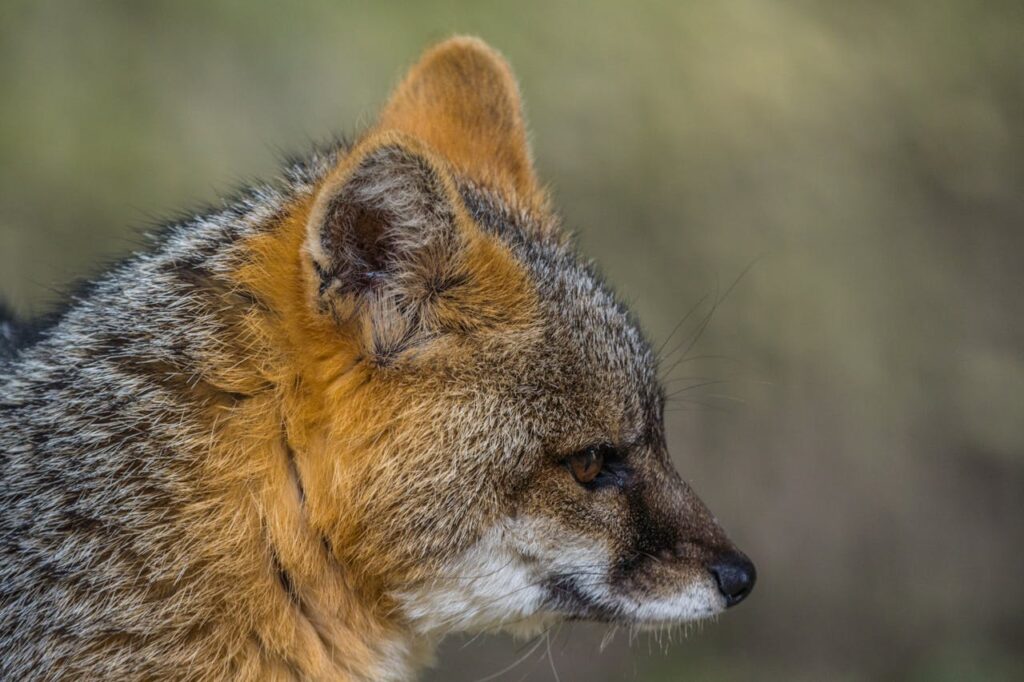 Island Fox