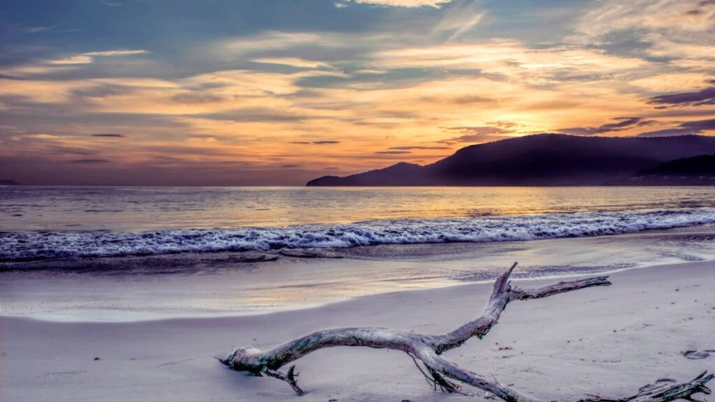 Driftwood