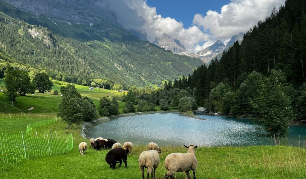 Sheep graze on a vibrant green hillside near a turquoise alpine lake in Lugano, Switzerland, surrounded by forested slopes and dramatic mountain peaks under a partly cloudy sky.