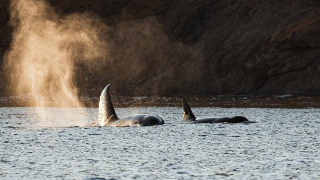 San Juan Island, Washington Orca