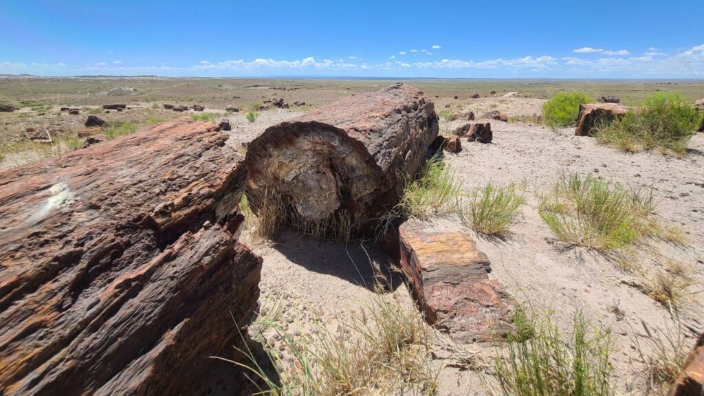 Petrified Forest National Park Giant Logs Trail