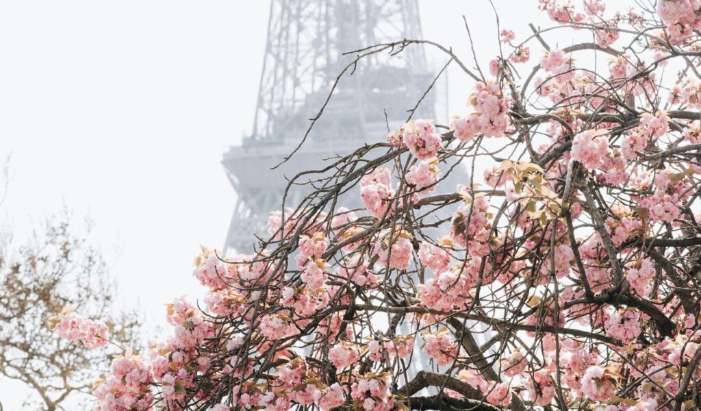 Close-up of pink cherry blossoms on tree branches with the Eiffel Tower blurred in the background on a bright day in Paris.