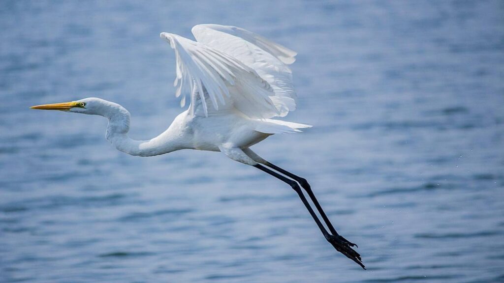 snowy egret