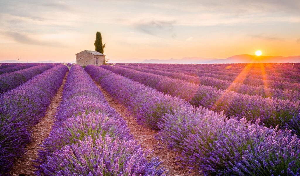 Provence, Lavender field at sunset, Valensole Plateau