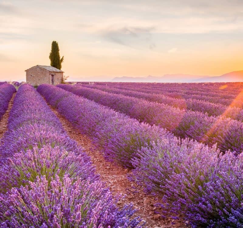 Provence, Lavender field at sunset, Valensole Plateau