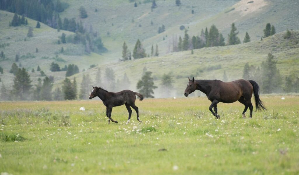 A wild horse and its foal walking across a grassy meadow in the Pryor Mountains with misty hills and scattered trees in the background.