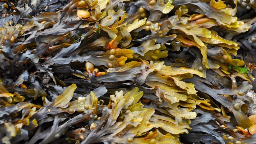 Seaweed