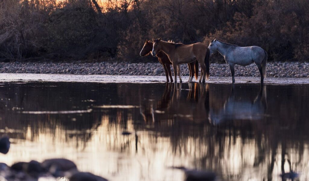 Wild horses standing in the shallow waters of the Salt River in Arizona at sunset, surrounded by rocky banks and trees.