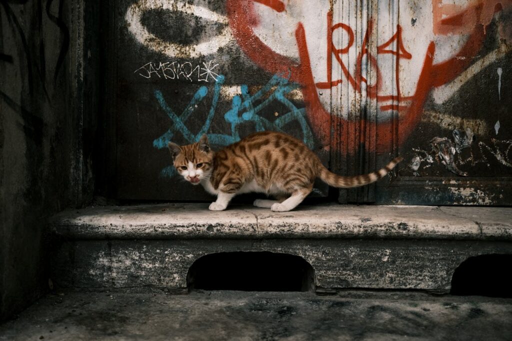 Stray Cat On street