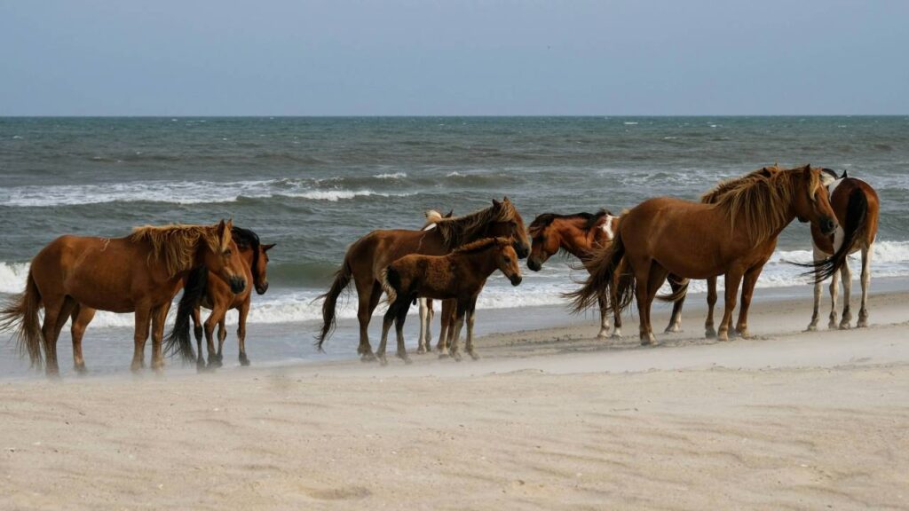 Assateague Island, Maryland & Virginia