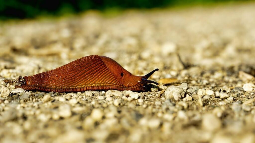 Snail