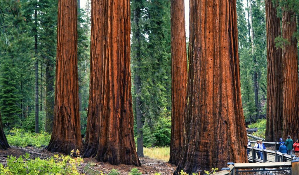 Visitors walk along a wooden path surrounded by giant sequoia trees with reddish-brown trunks in Sequoia National Park.