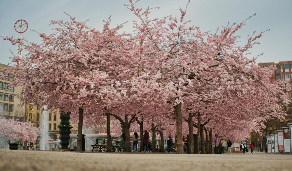 Rows of cherry blossom trees in full bloom with pink petals forming a canopy over a public square in Stockholm, Sweden, as people stroll and enjoy the scenery near fountains and city buildings.