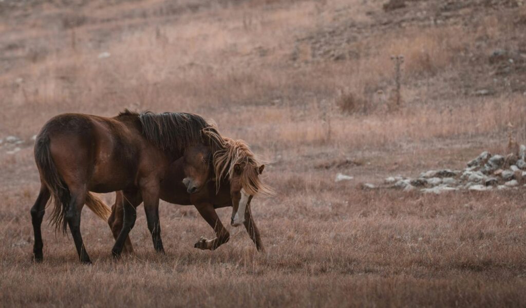 Two wild horses interacting playfully on a dry grassy field in the Outer Banks of North Carolina, surrounded by a rugged, open landscape.