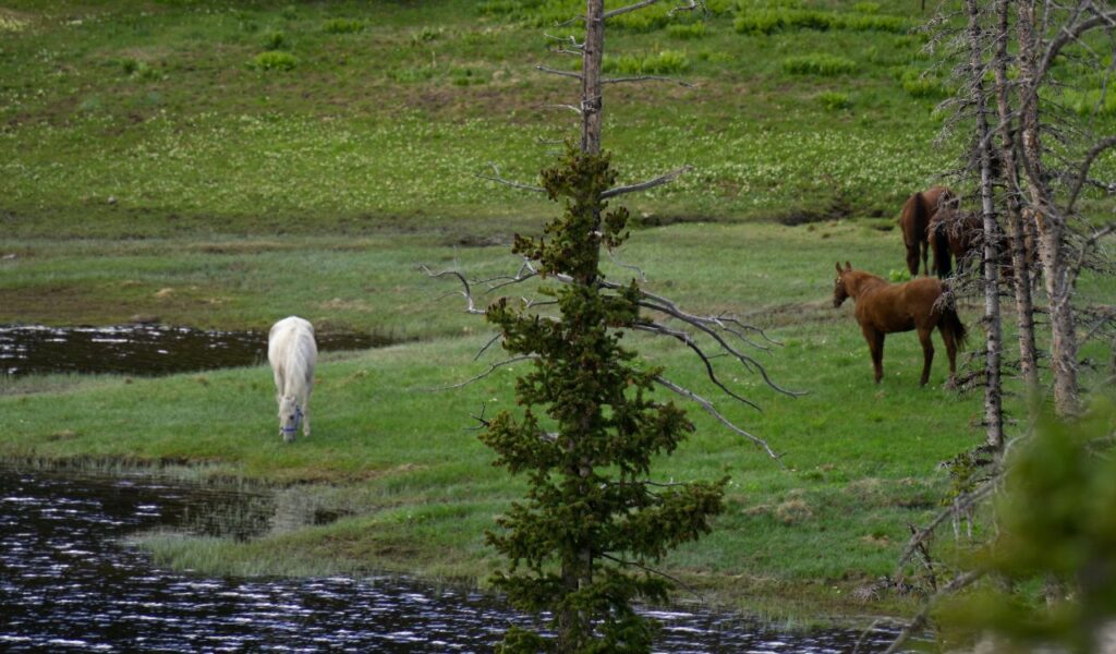 Wild horses grazing by a stream in Theodore Roosevelt National Park, North Dakota, surrounded by green grass and trees.
