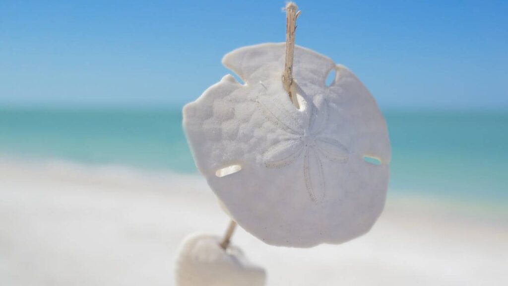 Sand Dollars