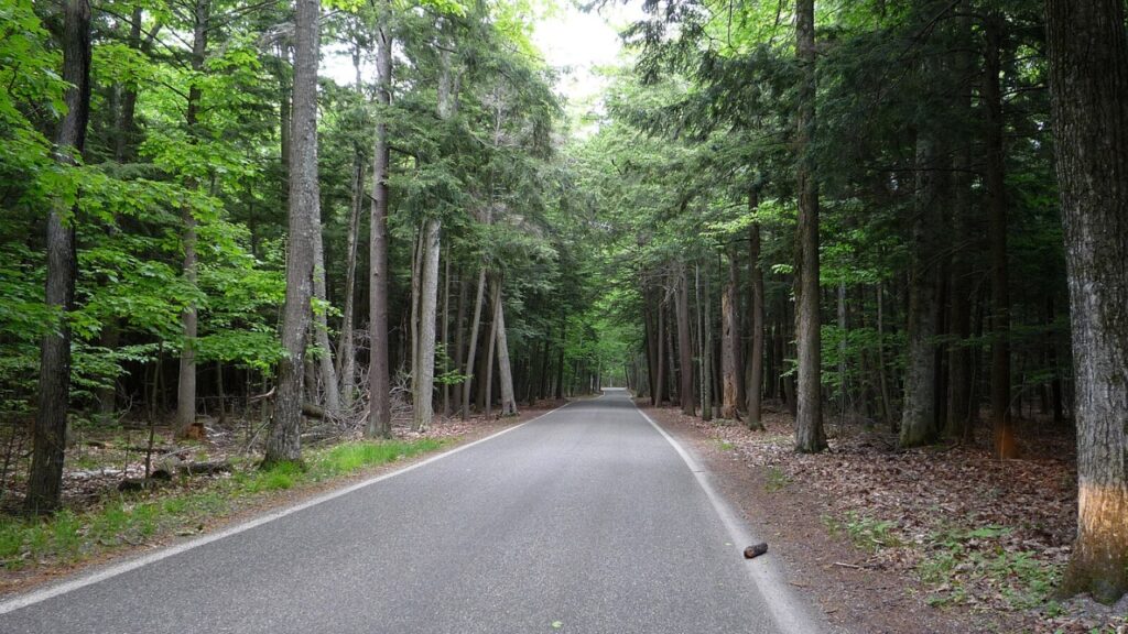 Tunnel of Trees (M-119), Michigan
