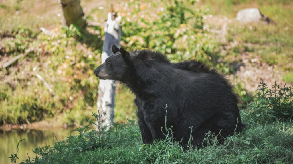 Bear Spray and Most Pepper Sprays