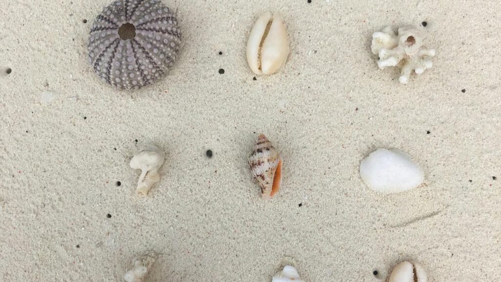 Most Kinds of Coral and Seashells