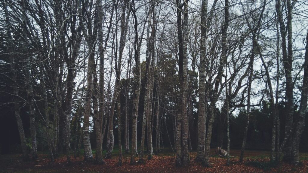 Sanding dead tree forest