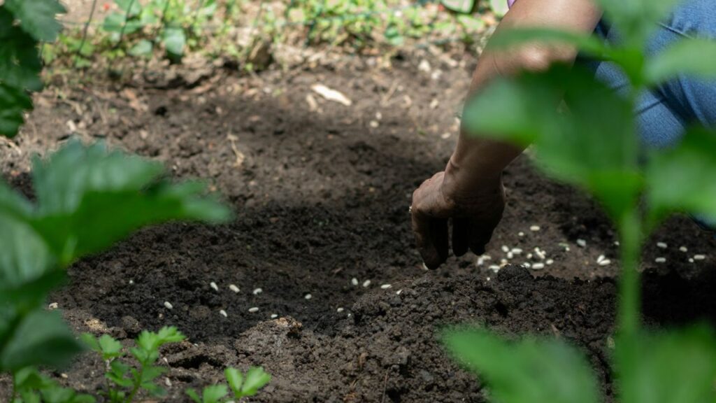 Soil, Plants, and Seeds