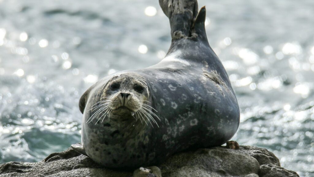 harbor seal