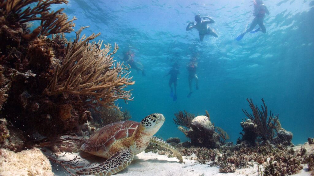 Green sea turtle Chelonia mydas, resting on the sand with snorkelers swimming above, Akumal Bay, Riviera Maya, Mexico