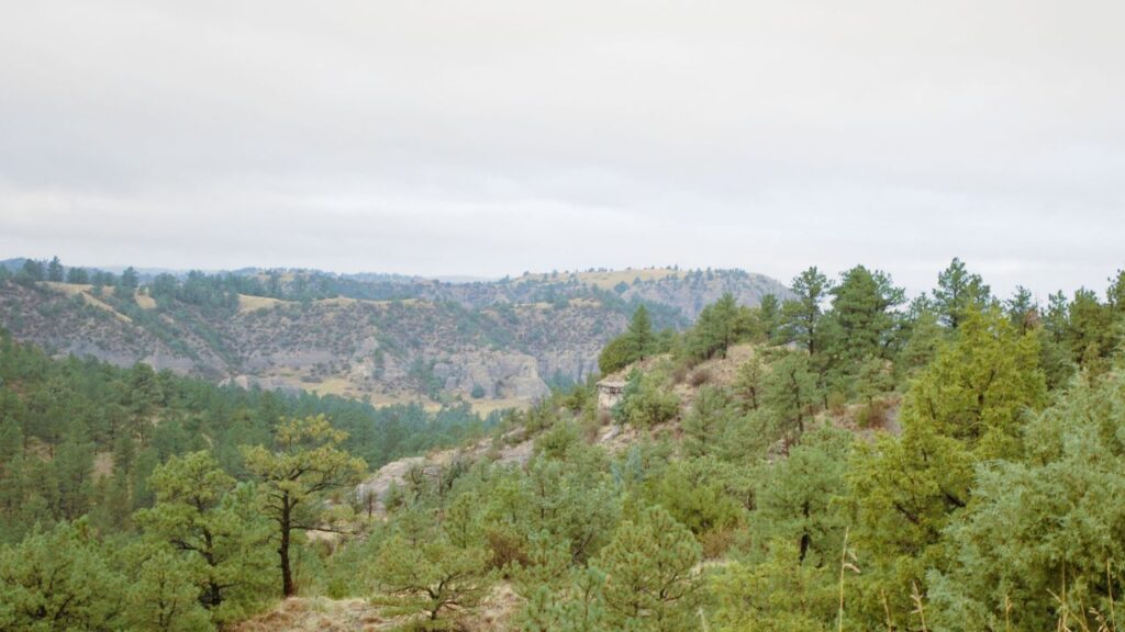 Hike Among the Pines at Wildcat Hills