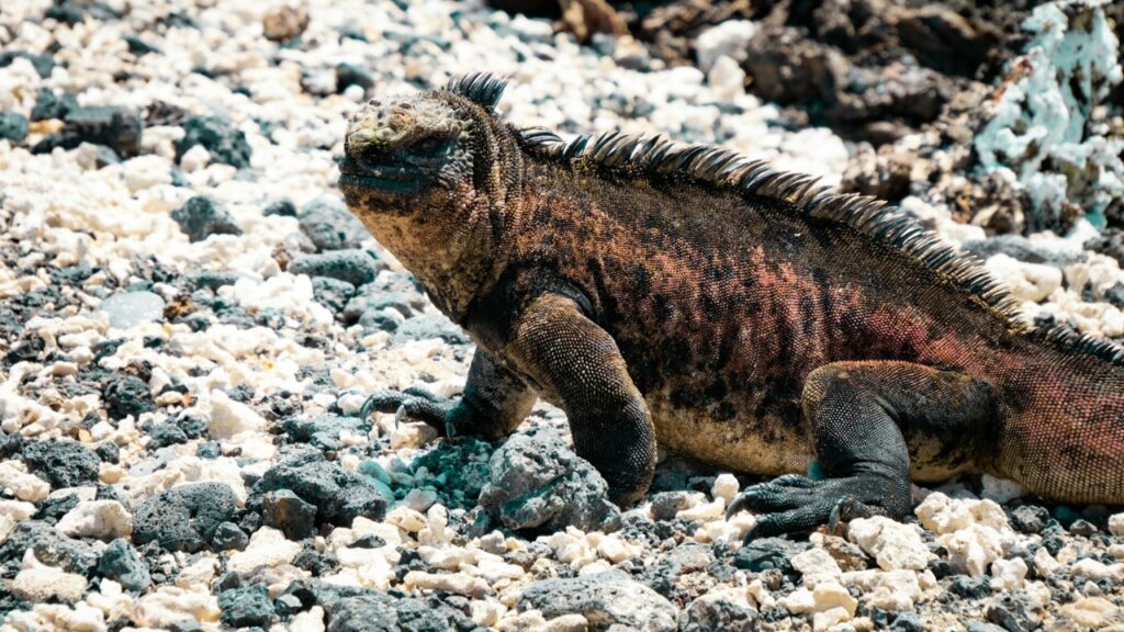 marine iguana Galápagos Islands, Ecuador