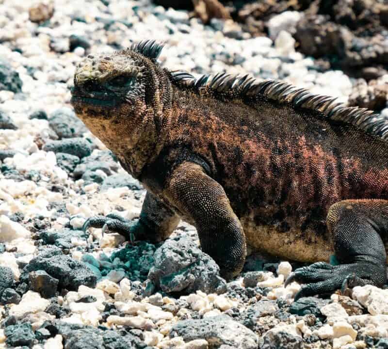 marine iguana Galápagos Islands, Ecuador