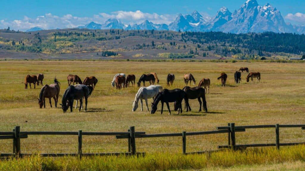 tour group watching wild horses Wyoming ranch
