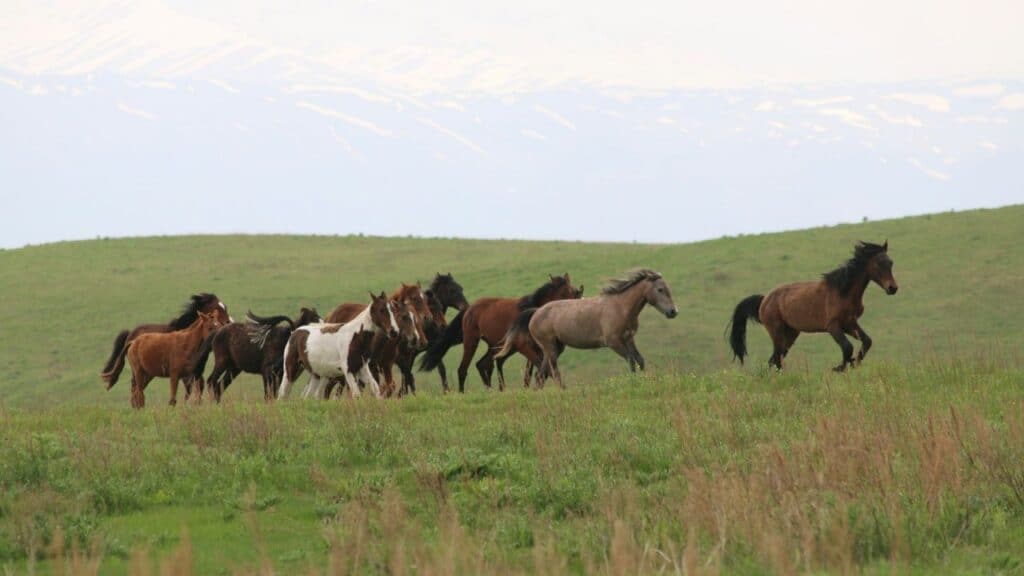 lead mare guiding wild horses Wyoming