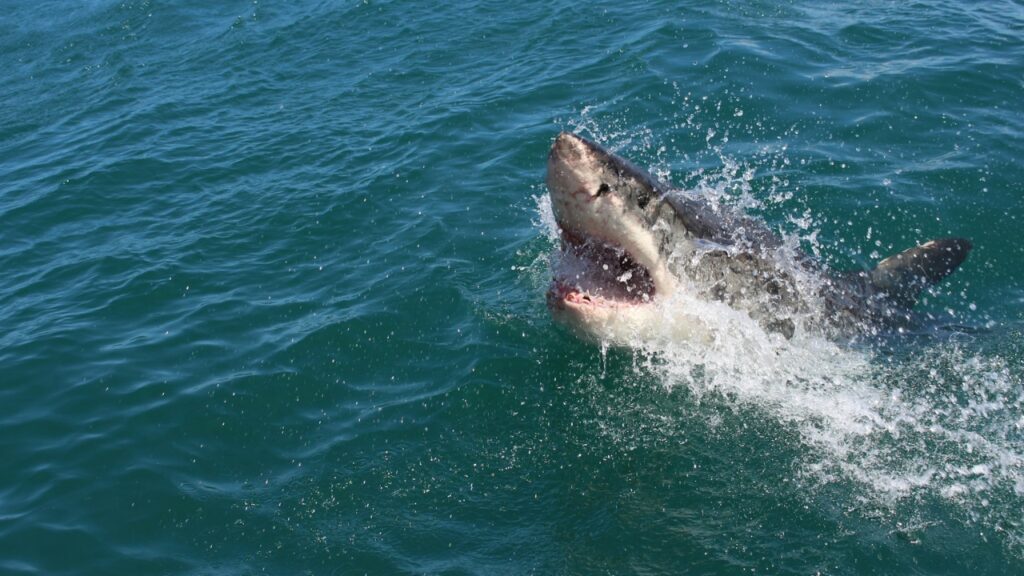 Shark Attack