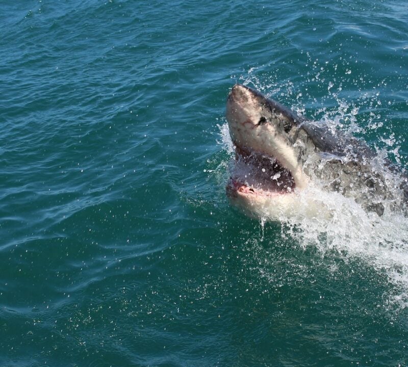 Shark Attack