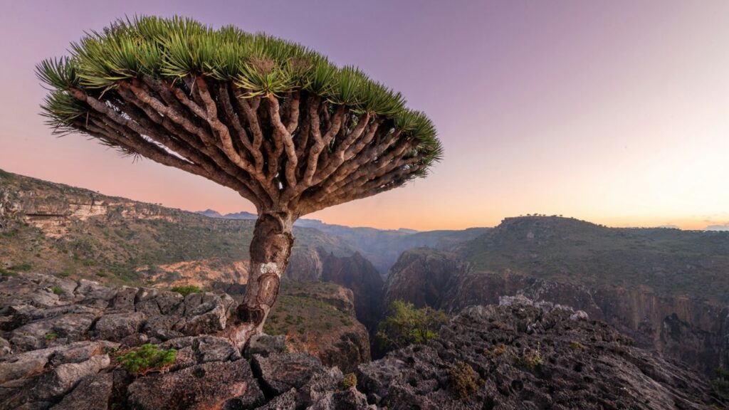 Socotra, Yemen