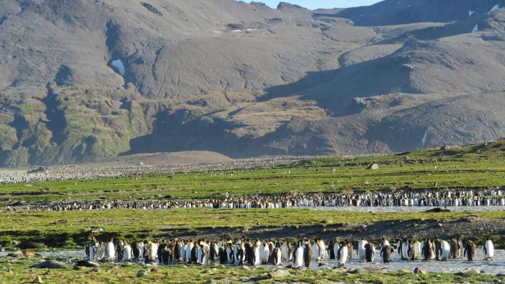 South Georgia Island