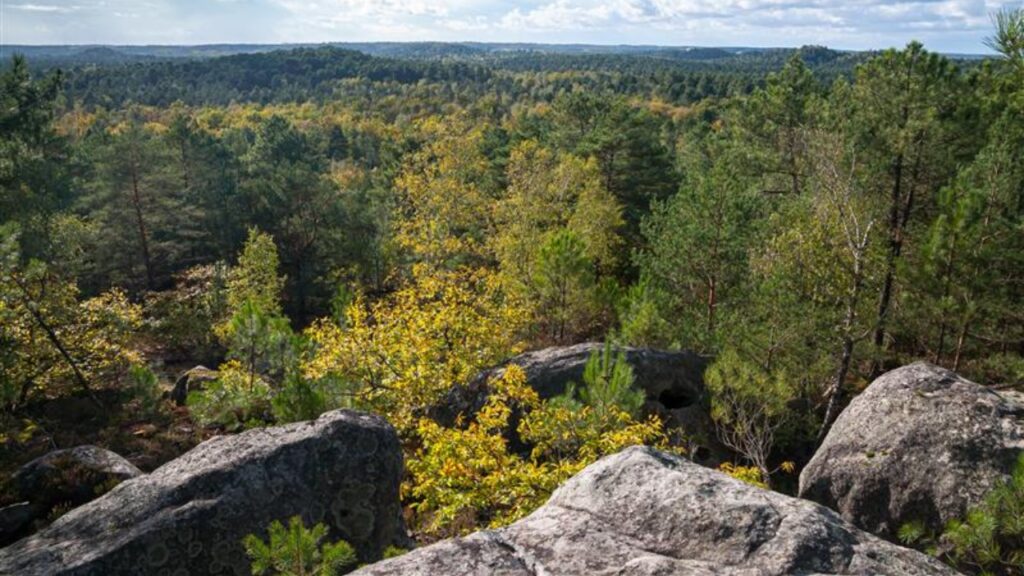 View of the forest of Fontainebleau, with rocks in the foreground. Photograph taken in the massif of the Trois Pignons, near Milly-la Foret, France