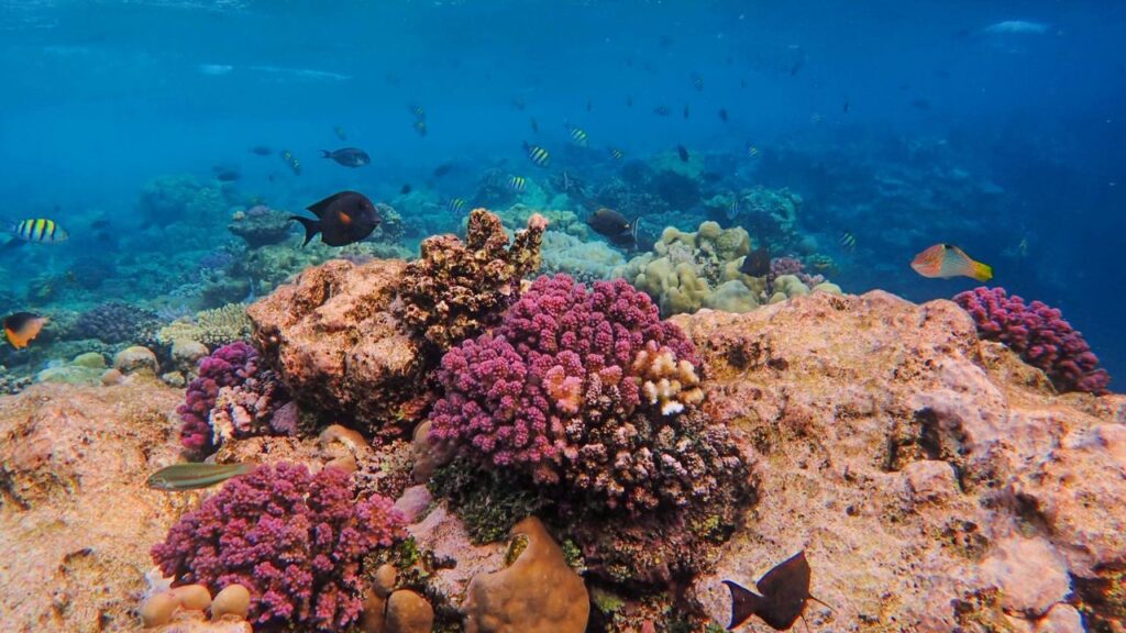  Fiji: Rainbow Reef & Bligh Water