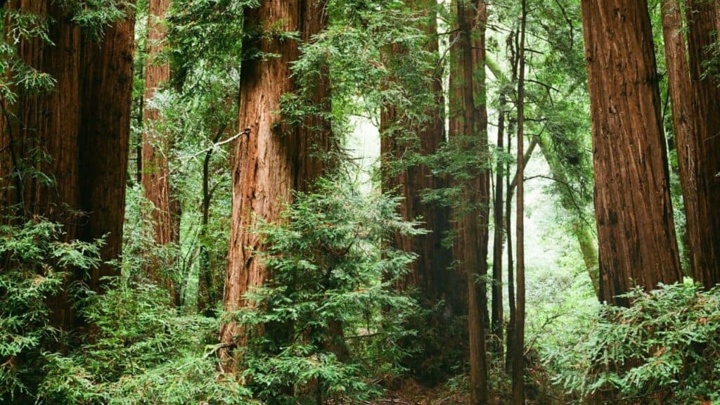 California: Coastal Redwoods