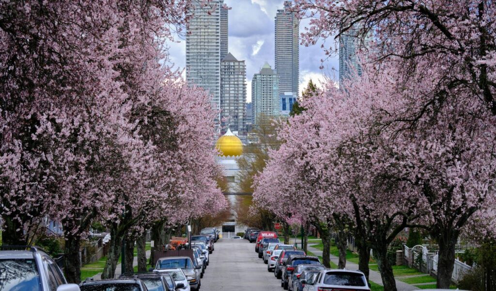 Street in Vancouver lined with blooming cherry blossom trees, with parked cars on both sides and modern skyscrapers in the background.
