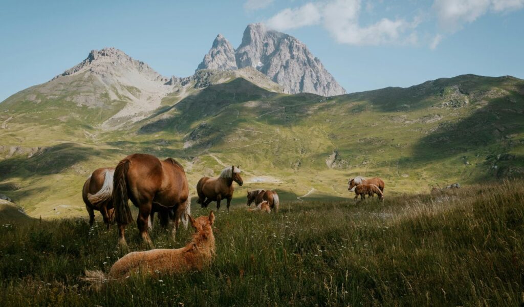 A herd of wild horses grazing on a grassy plain with a majestic mountain range in the background under a clear blue sky.