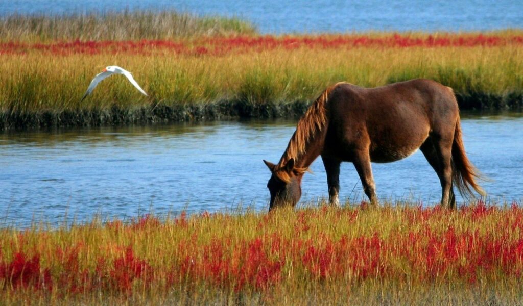 A wild horse grazes near the water at Wind River Wild Horse Sanctuary in Wyoming, with colorful grasses and a flying bird nearby.