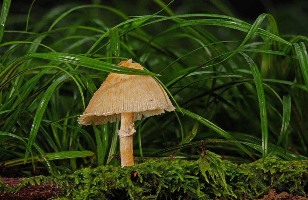 Wild Mushroom
