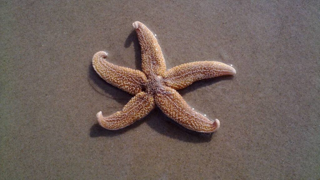 Starfish