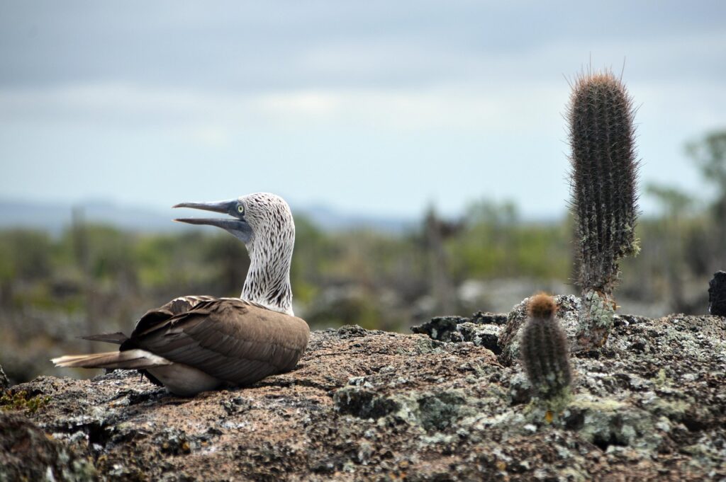 The Galápagos Islands, Ecuador