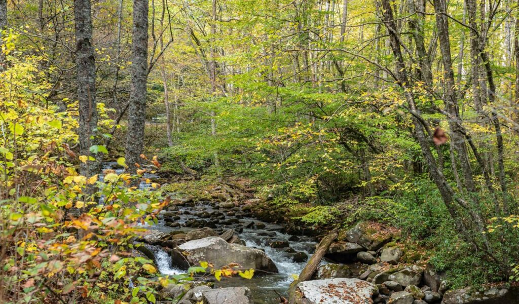 A peaceful forest scene at Brasstown Falls, with a rocky stream flowing through moss-covered boulders and surrounded by lush green trees.