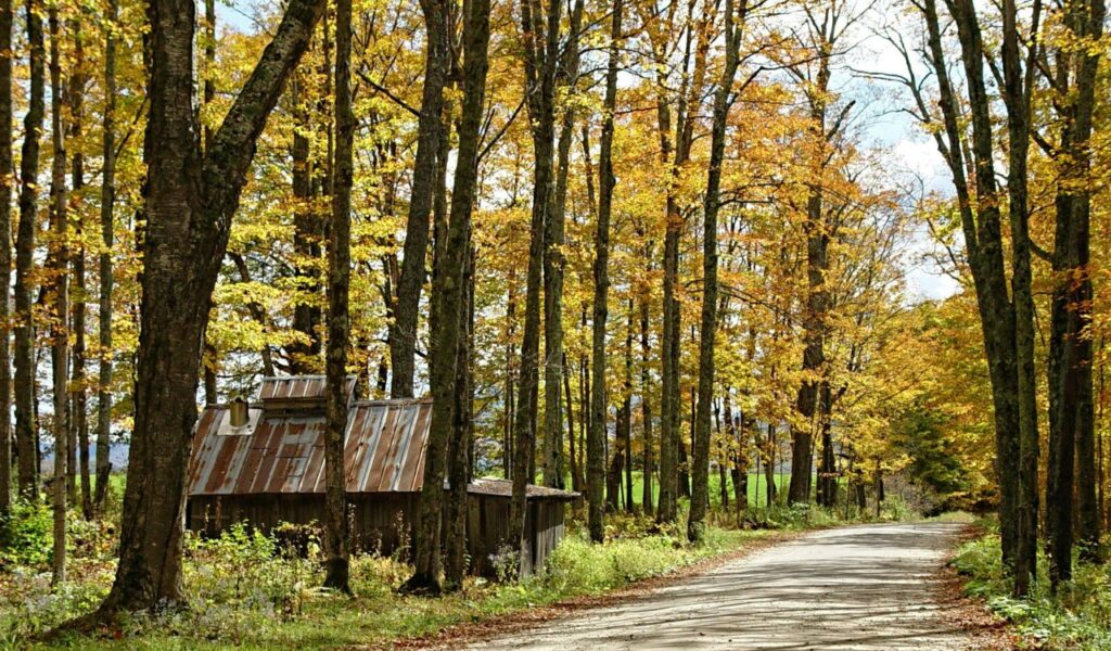 A quiet dirt road winds through a forest of tall autumn trees near Brattleboro, Vermont, with a rustic sugar shack tucked among the foliage.
